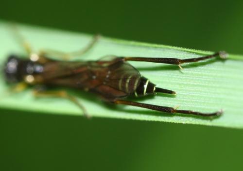Réf. 289 409 : Collyria sp.